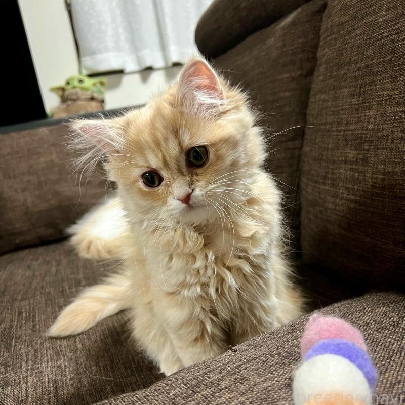 販売中の三重県のスコティッシュフォールド-129920の11枚目