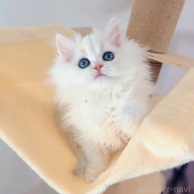 販売中の大阪府のブリティッシュショートヘア-134779の5枚目