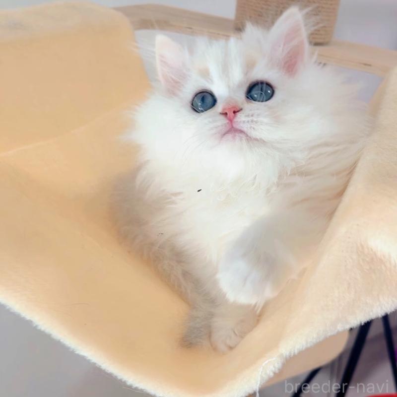 販売中の大阪府のブリティッシュショートヘア-134779の4枚目