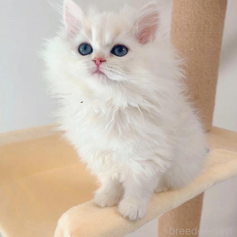 販売中の大阪府のブリティッシュショートヘア-134779の3枚目