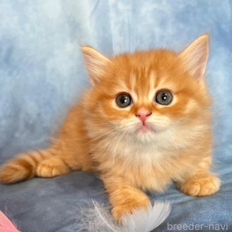 販売中の千葉県のミヌエット-134780の1枚目