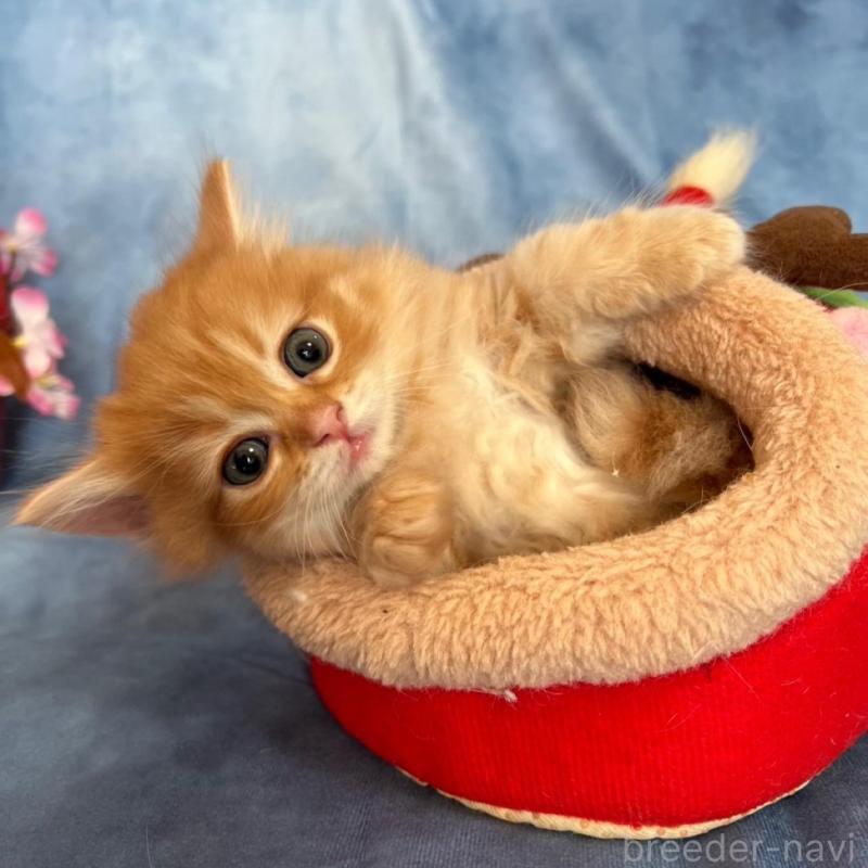 販売中の千葉県のミヌエット-134780の3枚目