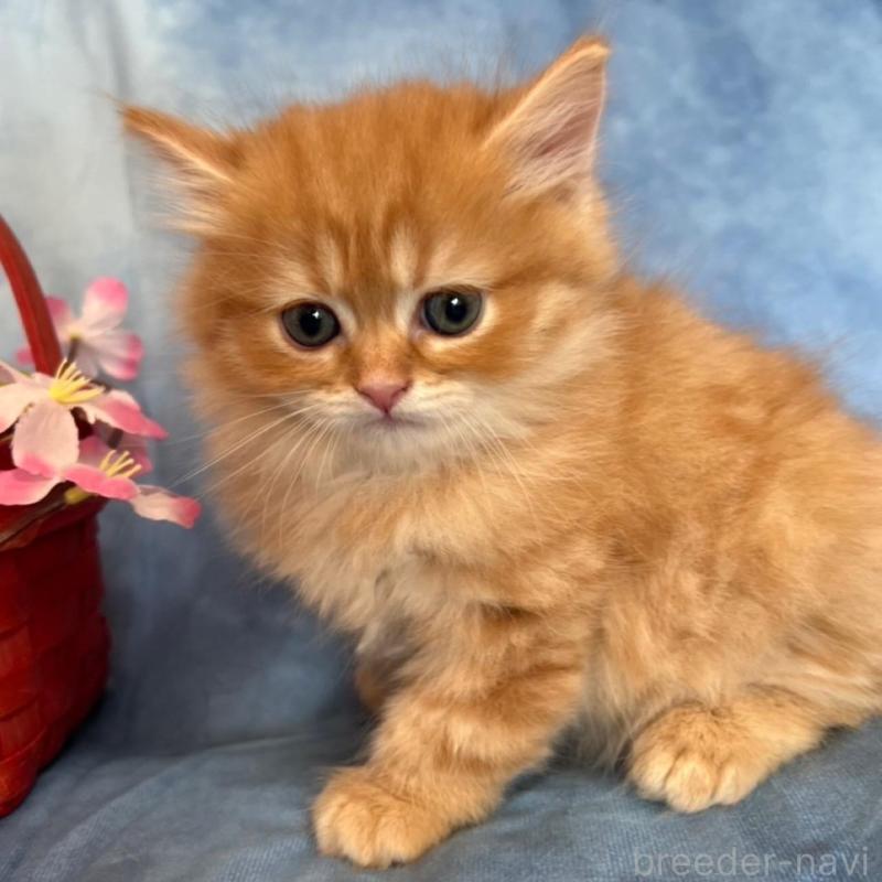 販売中の千葉県のミヌエット-134780の2枚目