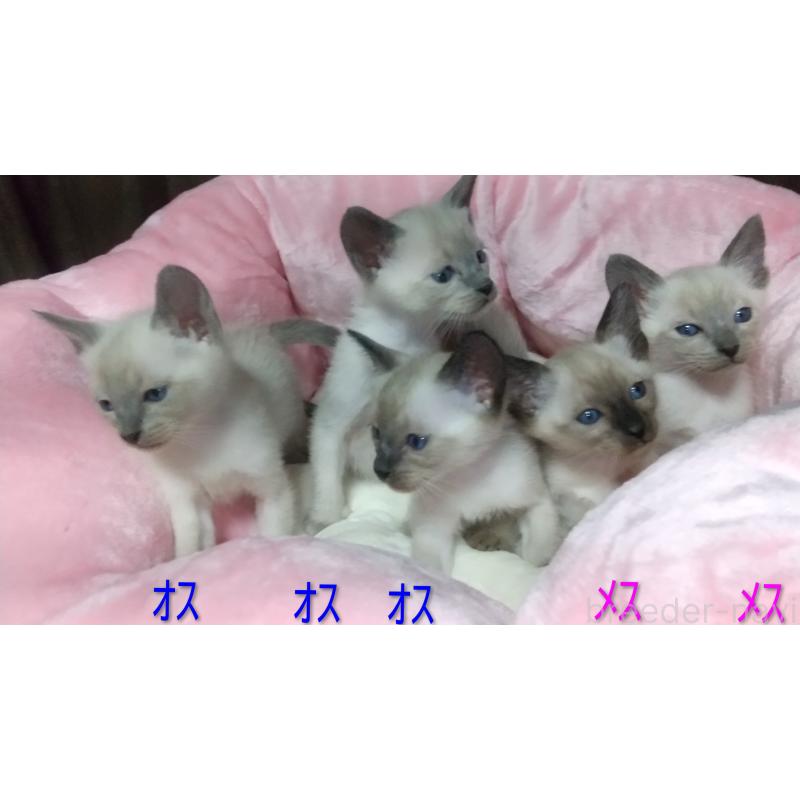 販売中の愛知県のシャム(サイアミーズ)-134781の2枚目