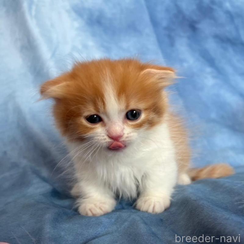 販売中の千葉県のミヌエット(短足)-134782の8枚目