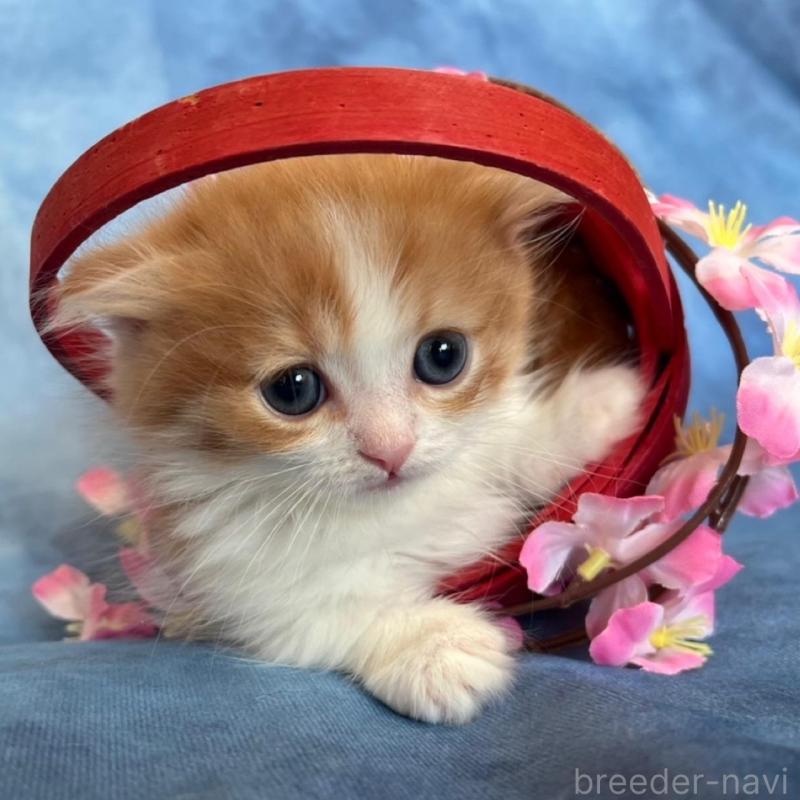 販売中の千葉県のミヌエット(短足)-134782の7枚目