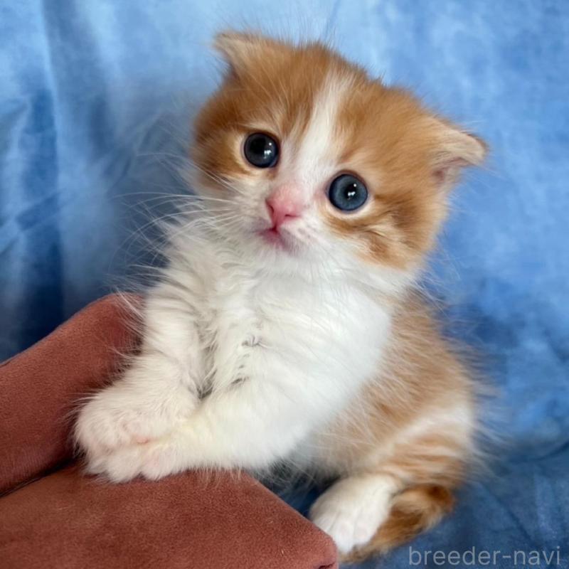 販売中の千葉県のミヌエット(短足)-134782