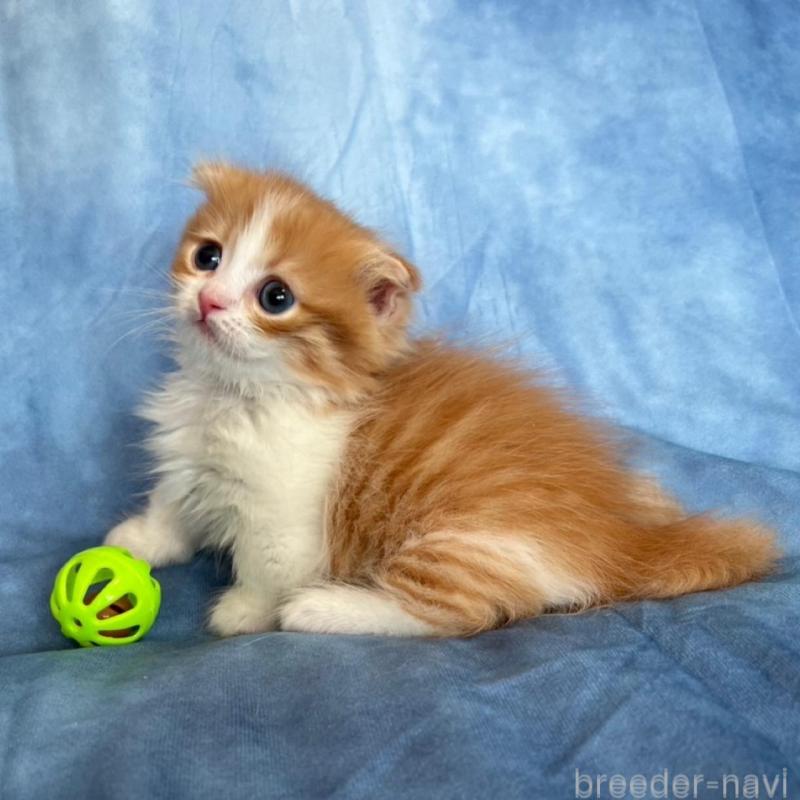 販売中の千葉県のミヌエット(短足)-134782の5枚目