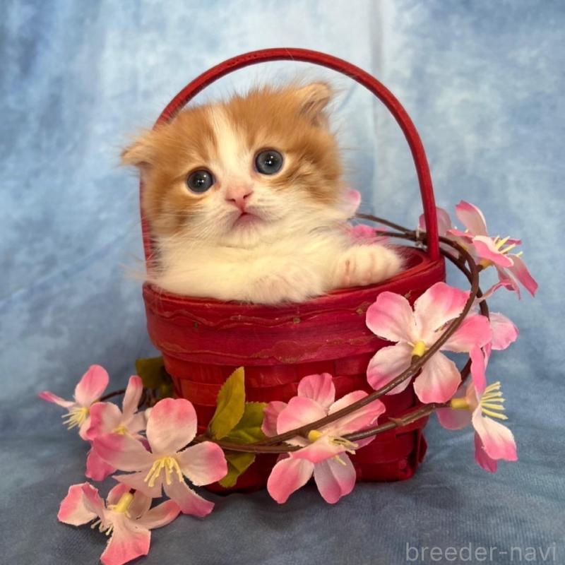 販売中の千葉県のミヌエット(短足)-134782の3枚目