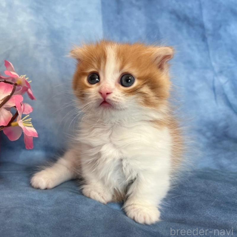 販売中の千葉県のミヌエット(短足)-134782の2枚目