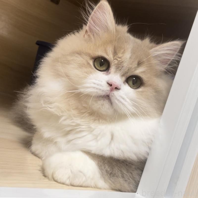 販売中の愛知県のミヌエット-128027