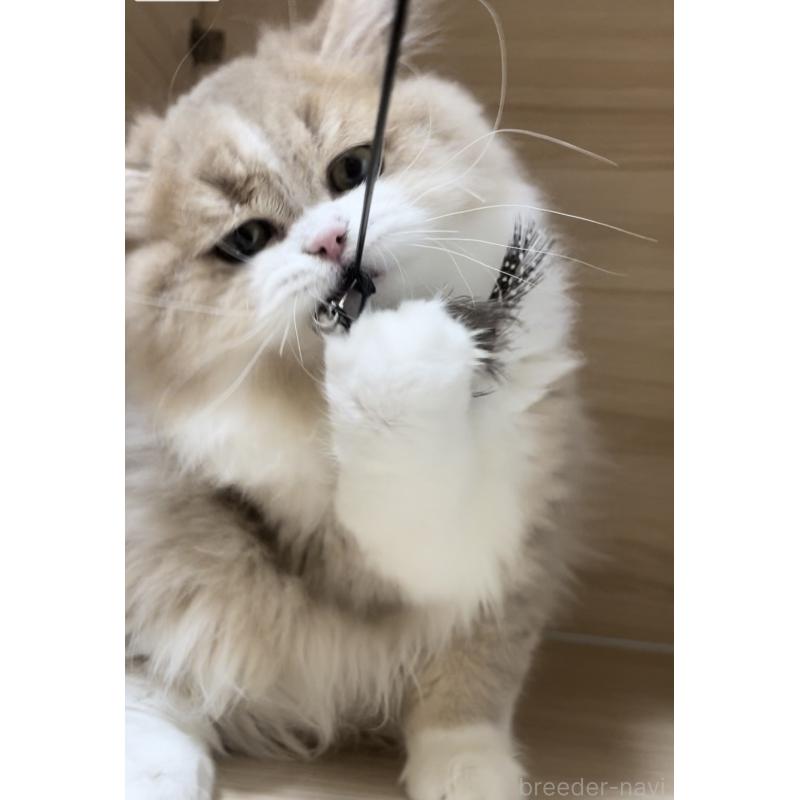 販売中の愛知県のミヌエット-128027