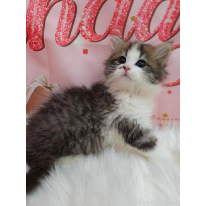 販売中の埼玉県のサイベリアン-134618の4枚目