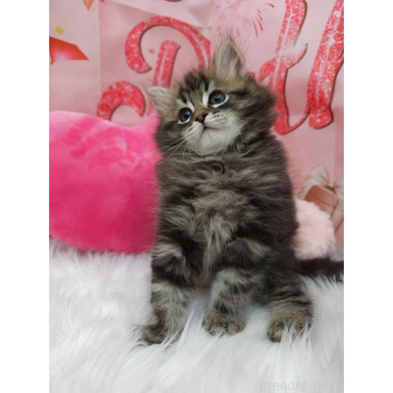 販売中の埼玉県のサイベリアン-134620の5枚目