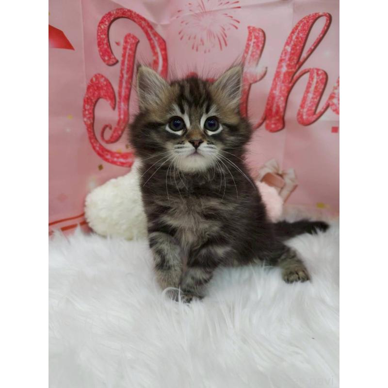 販売中の埼玉県のサイベリアン-134620の4枚目