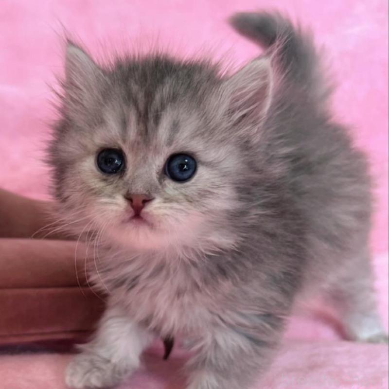 販売中の千葉県のサイベリアン-134784の6枚目