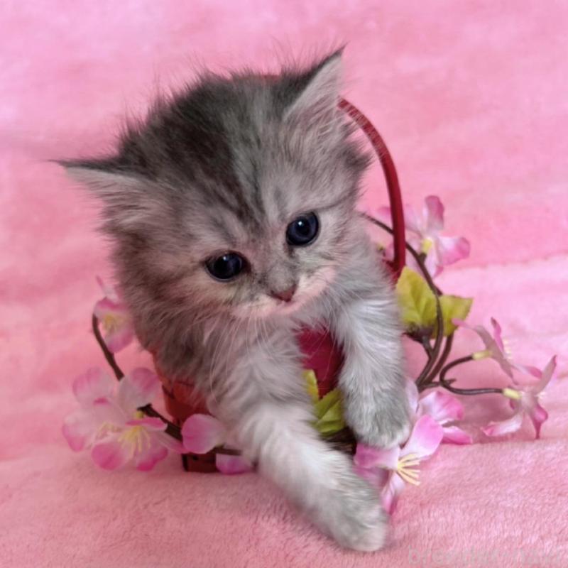 販売中の千葉県のサイベリアン-134784の5枚目