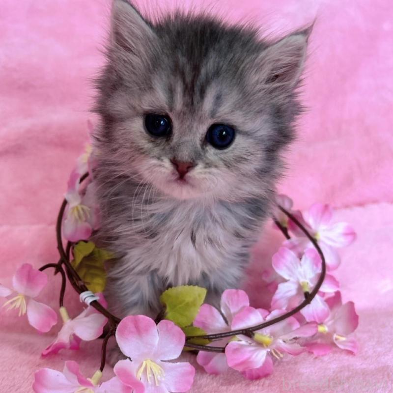 販売中の千葉県のサイベリアン-134784