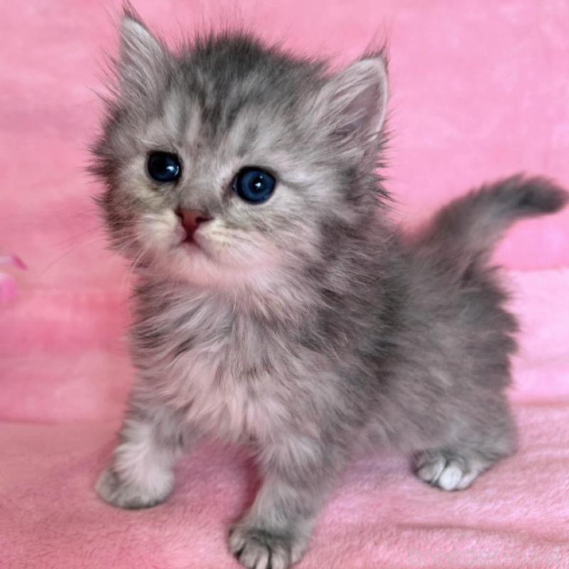 販売中の千葉県のサイベリアン-134784の3枚目