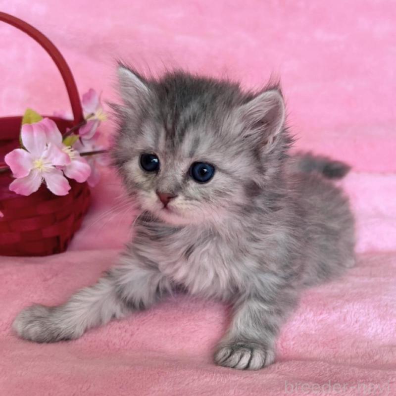 販売中の千葉県のサイベリアン-134784の2枚目