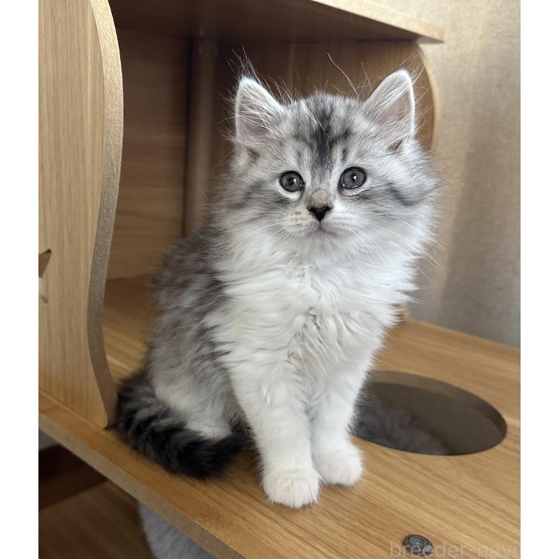 販売中の千葉県のサイベリアン-134399の4枚目