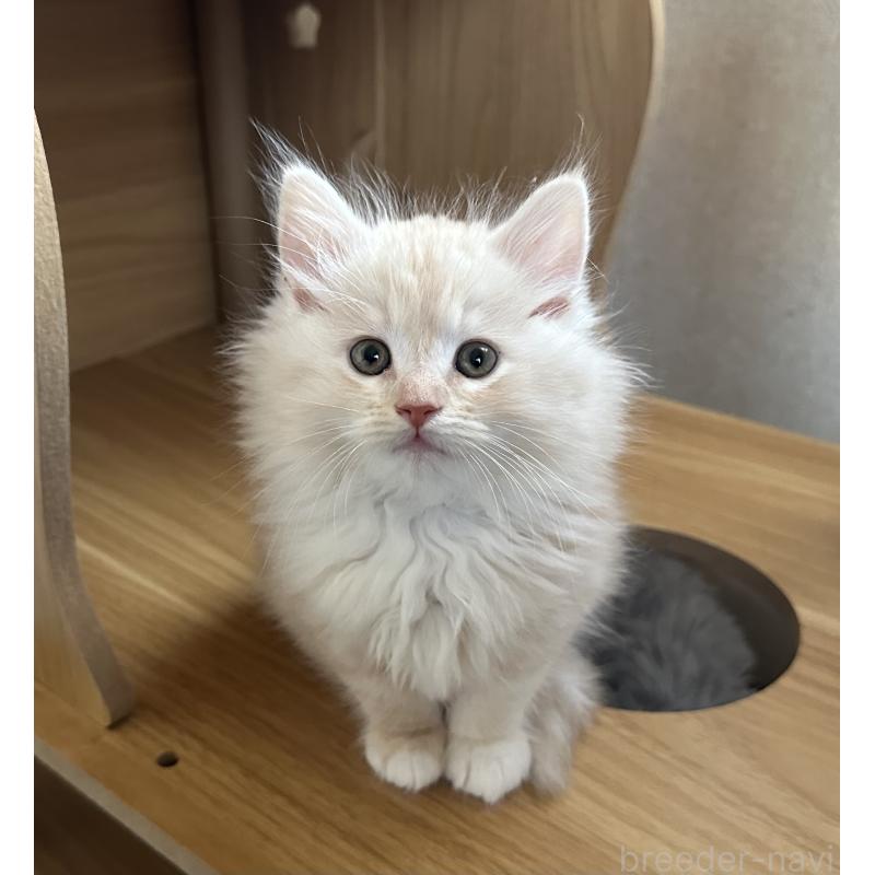 販売中の千葉県のサイベリアン-134398の5枚目