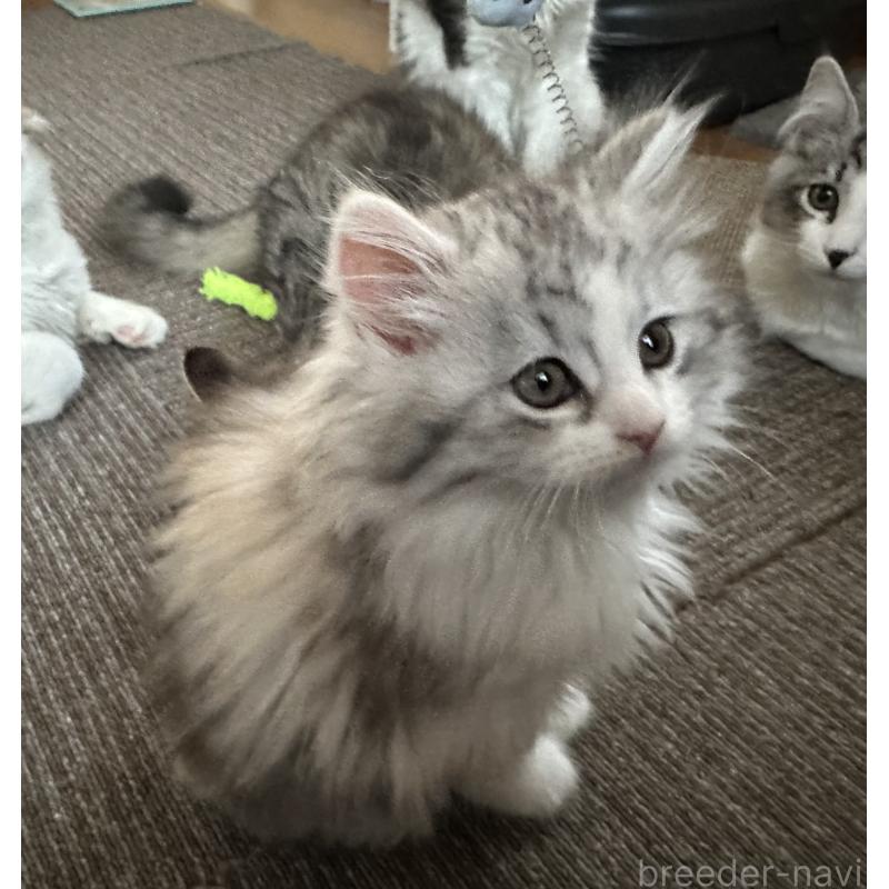 販売中の千葉県のサイベリアン-134397の4枚目