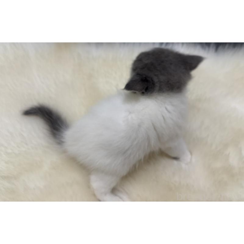 販売中の鹿児島県のマンチカン-134785の8枚目