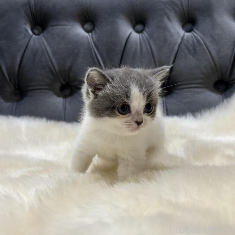 販売中の鹿児島県のマンチカン-134785の7枚目