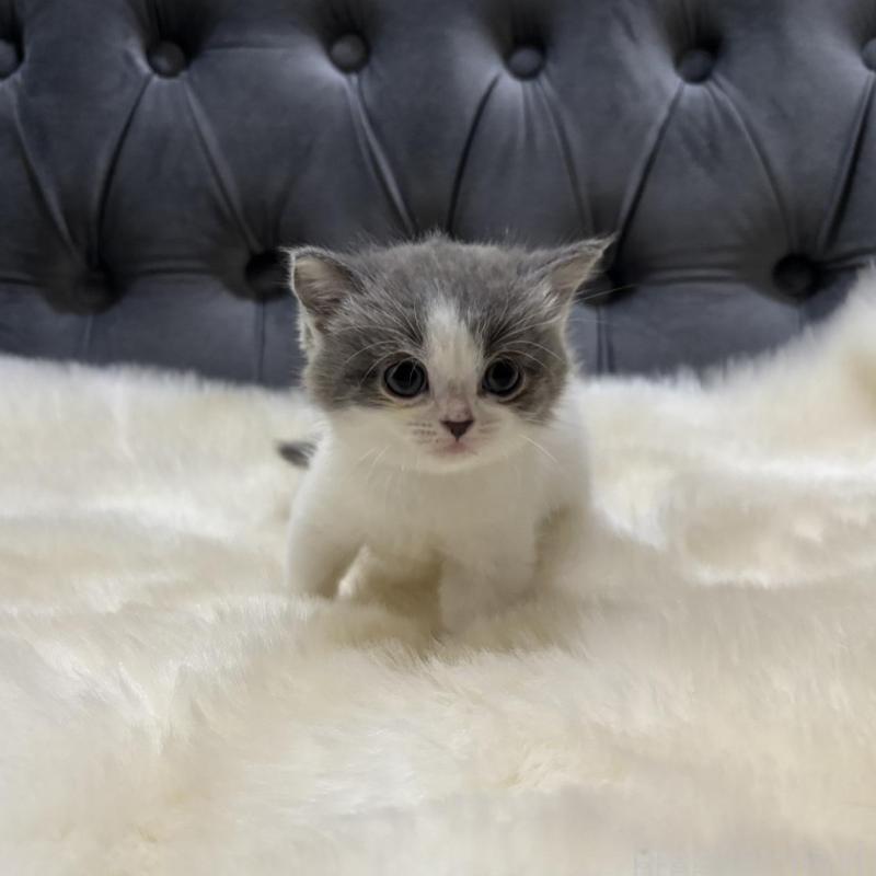 販売中の鹿児島県のマンチカン-134785の6枚目