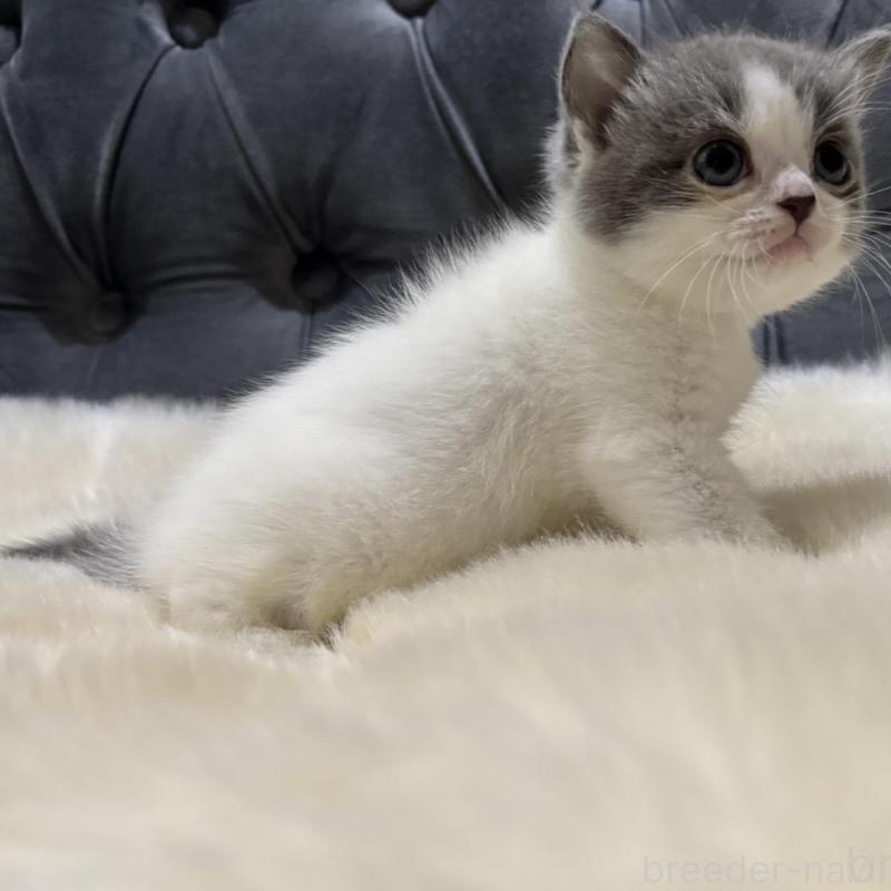 販売中の鹿児島県のマンチカン-134785の5枚目