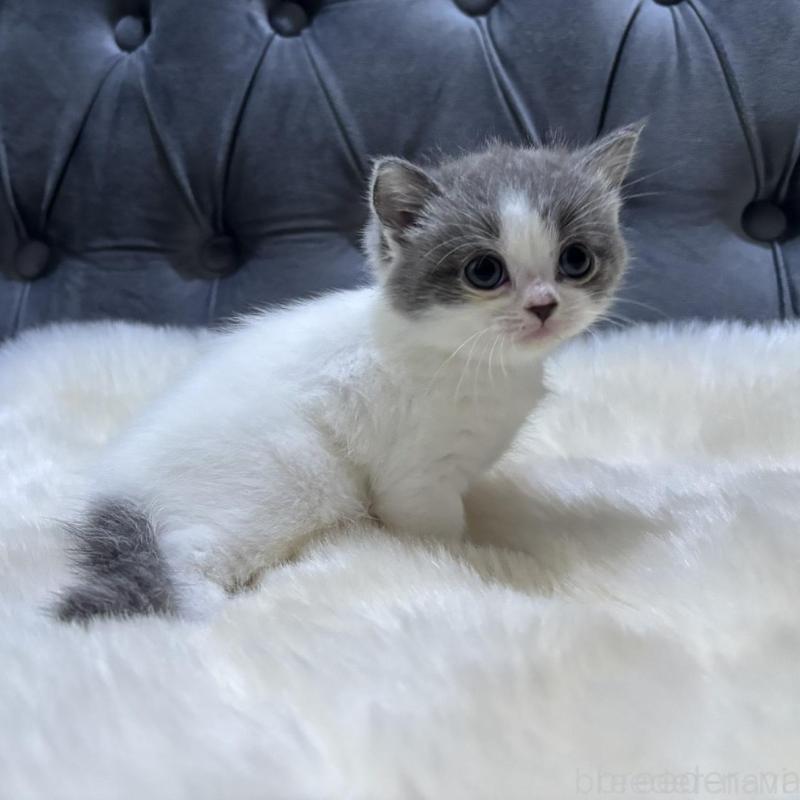 販売中の鹿児島県のマンチカン-134785の4枚目