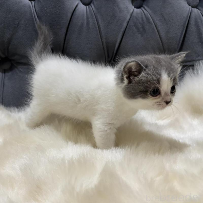 販売中の鹿児島県のマンチカン-134785の3枚目