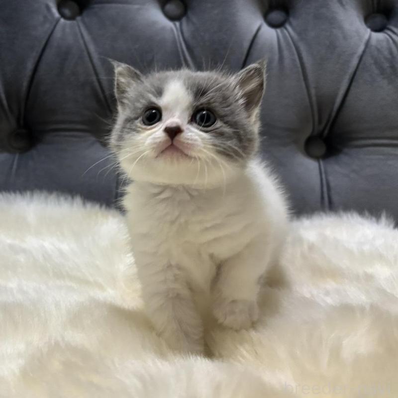 販売中の鹿児島県のマンチカン-134785の2枚目