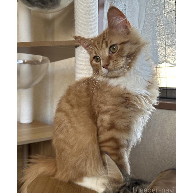 販売中の千葉県のサイベリアン-128659