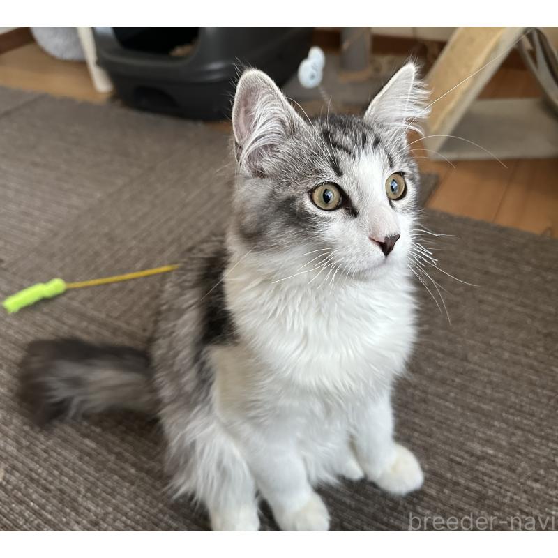 販売中の千葉県のサイベリアン-129492の1枚目