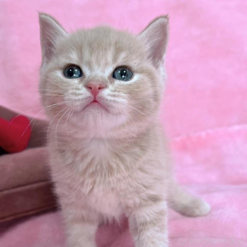 販売中の千葉県のブリティッシュショートヘア-134786の6枚目