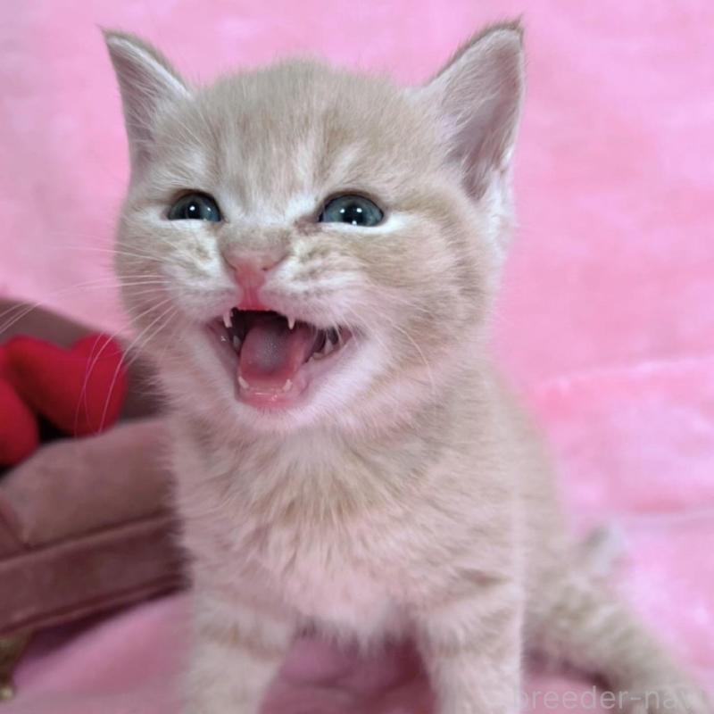 販売中の千葉県のブリティッシュショートヘア-134786の5枚目