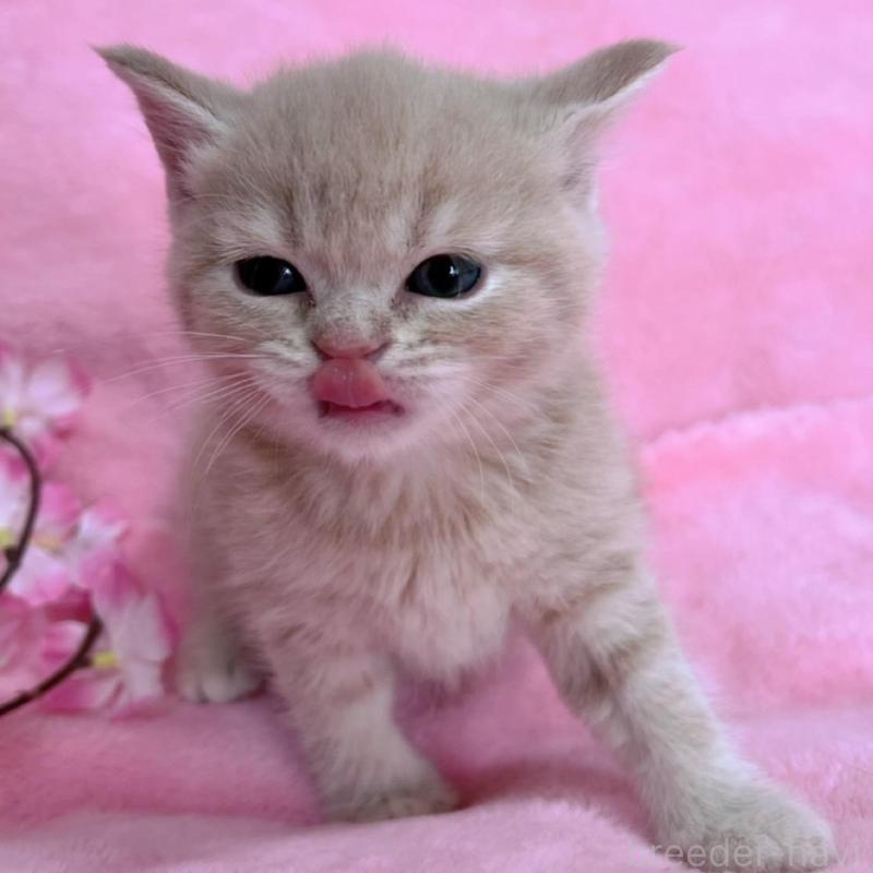 販売中の千葉県のブリティッシュショートヘア-134786の4枚目