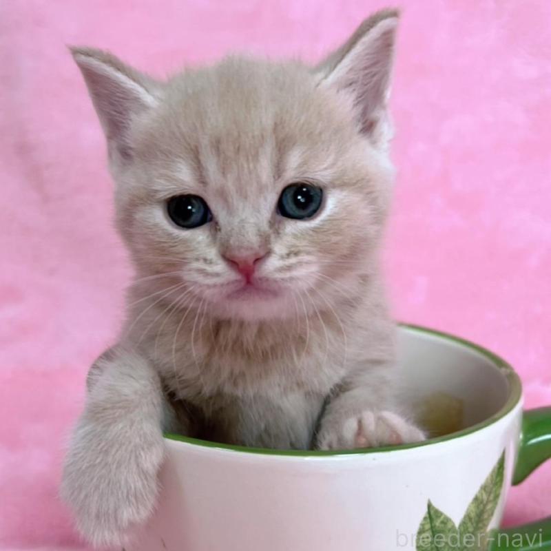 販売中の千葉県のブリティッシュショートヘア-134786