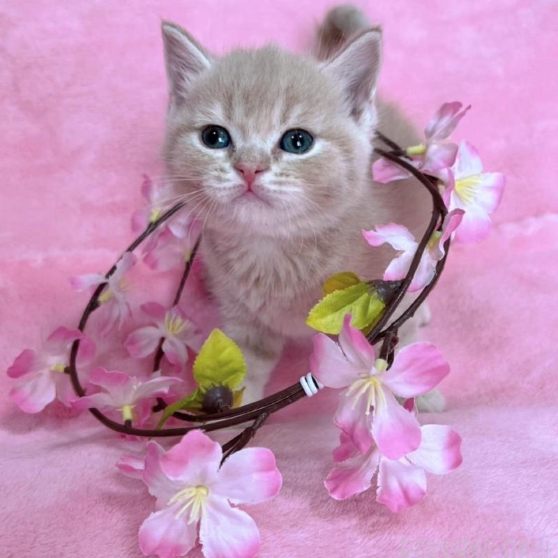 販売中の千葉県のブリティッシュショートヘア-134786の3枚目