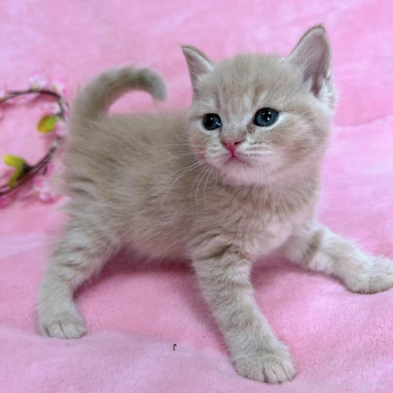 販売中の千葉県のブリティッシュショートヘア-134786の2枚目