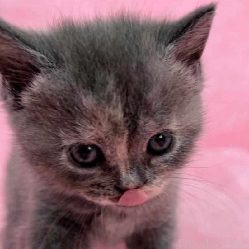 販売中の千葉県のブリティッシュショートヘア-134787の9枚目