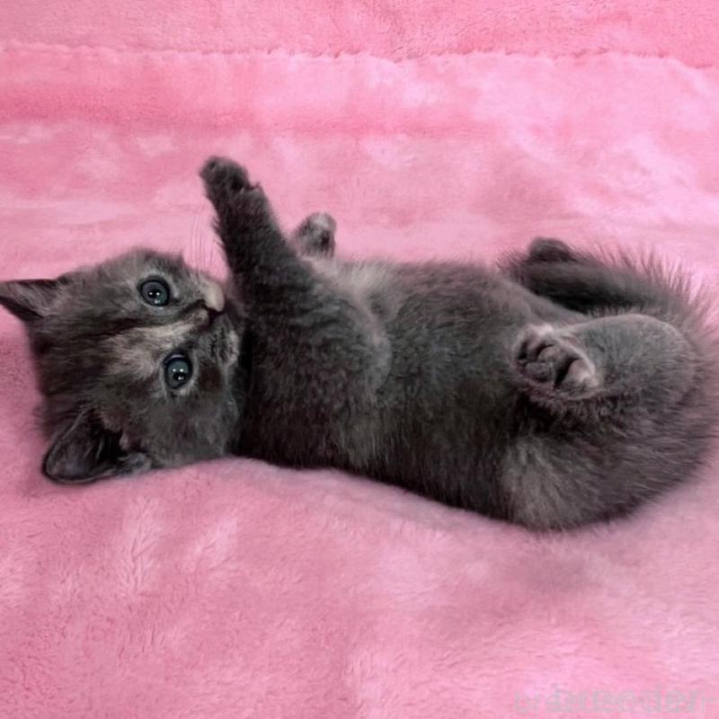 販売中の千葉県のブリティッシュショートヘア-134787の8枚目