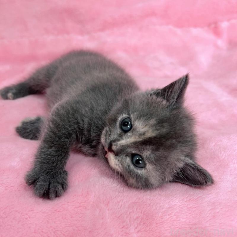 販売中の千葉県のブリティッシュショートヘア-134787の7枚目