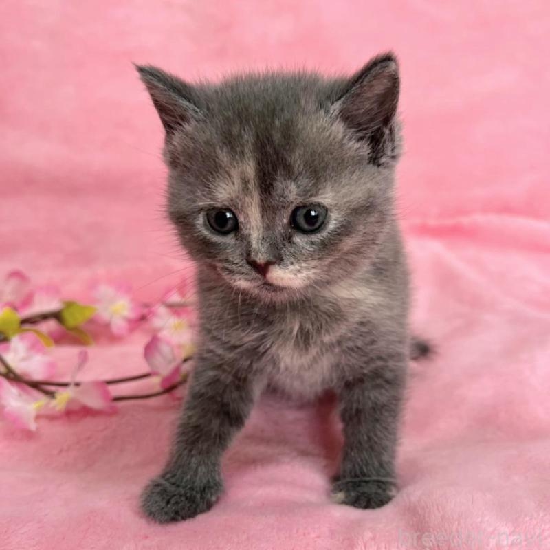 販売中の千葉県のブリティッシュショートヘア-134787の6枚目