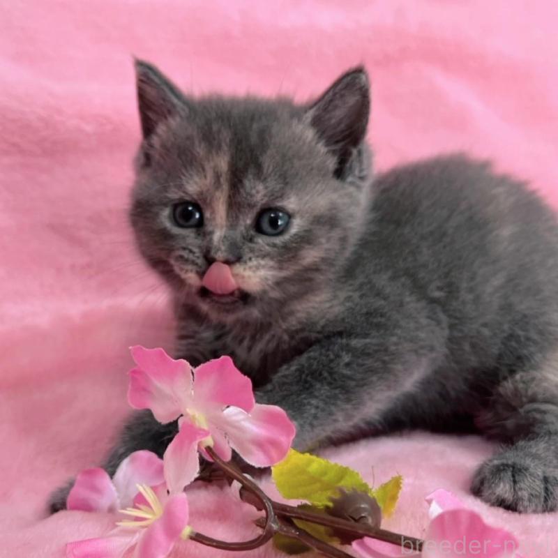 販売中の千葉県のブリティッシュショートヘア-134787の5枚目