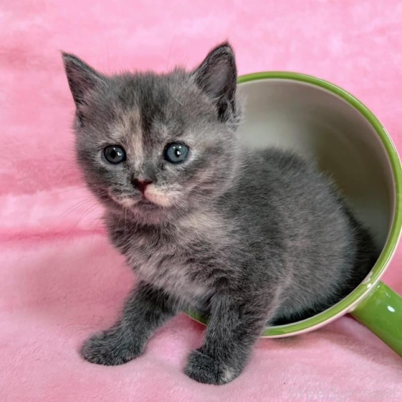 販売中の千葉県のブリティッシュショートヘア-134787の4枚目