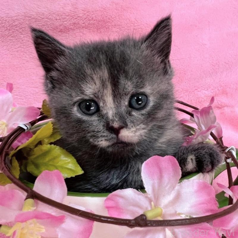 販売中の千葉県のブリティッシュショートヘア-134787