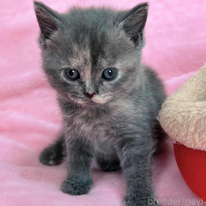 販売中の千葉県のブリティッシュショートヘア-134787の2枚目